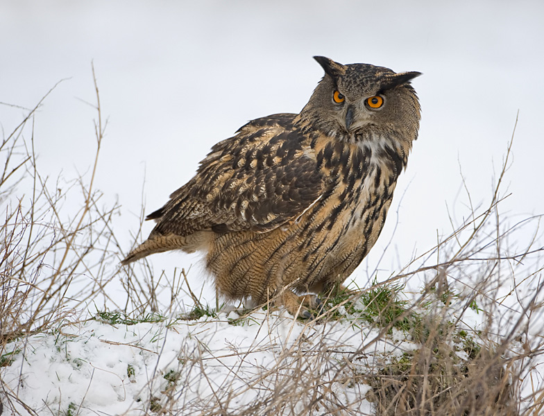 0015 oehoe in de sneeuw  web.jpg